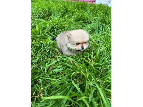Kendi Üretimim Son 3 Yavru 60 Günlük Pomeranian Boo Bebekler