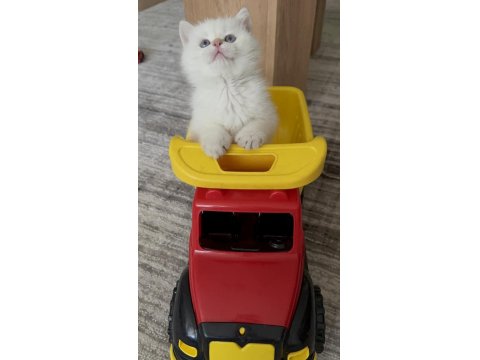 British Shorthair Yavru Kediler