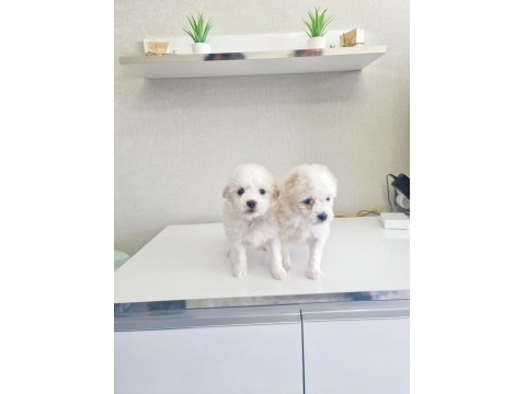 Çok Büyümeyen Minyatür Minnak Köpeklerim