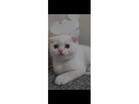 Scottish Fold Blue 2 Aylık