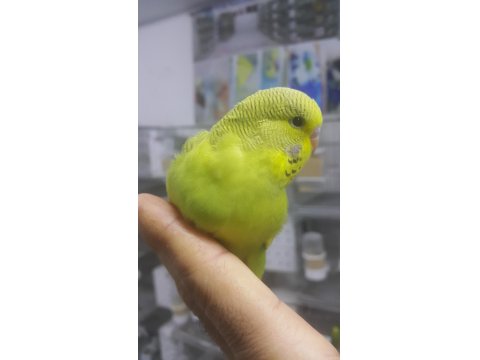 Alıştırmalık Ve Konuşturmalık Kuşlar 33 Günlük Bebekler