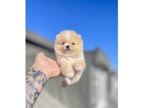 Ayı Surat Pomeranian Boo Yavrular