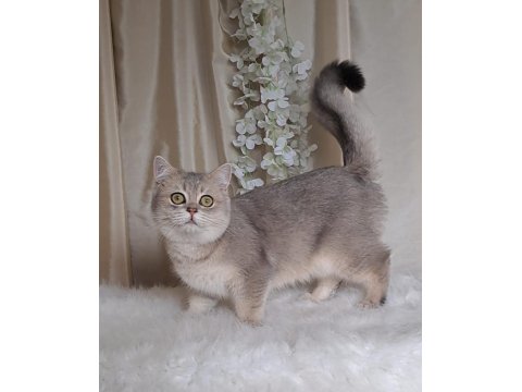 British Shorthair Blue Golden Cana Yakın Uysal