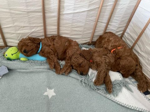 Teslime Hazır Anne Altından Güzel Poodle Bebekler