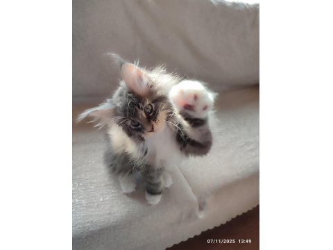Aşıları Tamamlanmış Tüm Belgeleri İle Teslim Edilecek Safkan Maine Coon