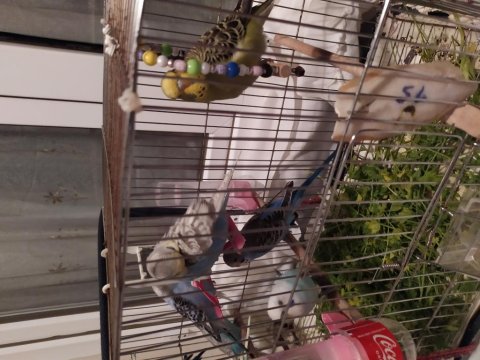 Ev Üretimi Yeni Yeme Düşen Muhabbet Kuşu Yavrular