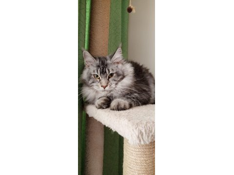 Dişi Ve Erkek Maine Coon İyi Kalite