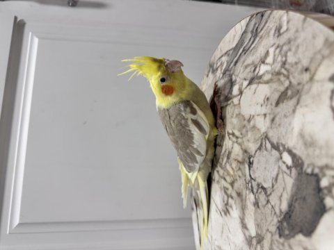 Sultan Papağanım Sahiplendirilecektir (₺)