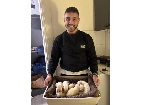 Samoyed Yavruları Rezerveye Açıktır