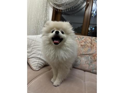 Pomeranian Boo 3 Aylık