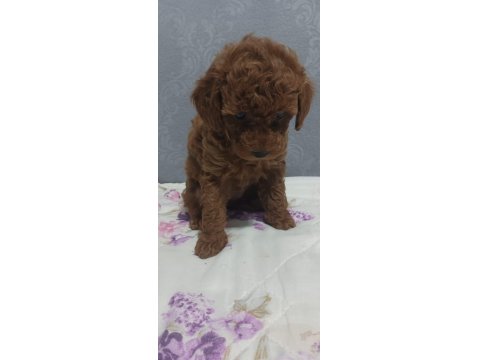 A Kalite Orjinal Koyu Toy Poodle