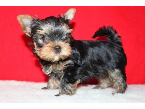 Yorkshire Terrier Yavru Köpekler