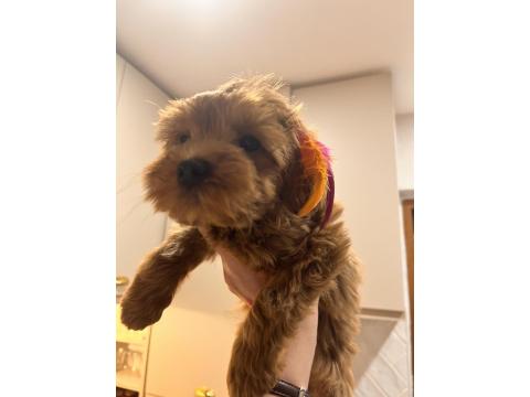 0 Numara Red Brown Dişi Aşılı Poodle