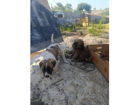Üst Düzey Yavru Kangal Köpekleri