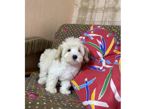 Maltipoo Yavruları