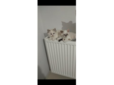 British Shorthair Yavrular