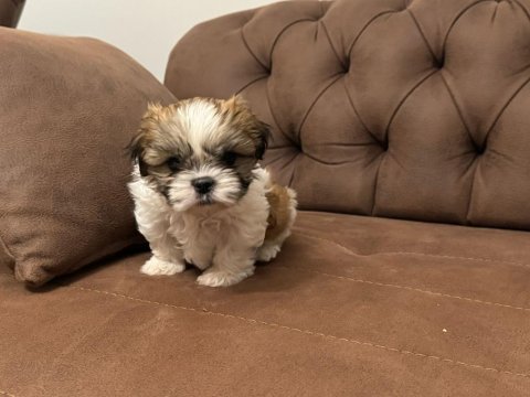 Shih Tzu Yavru Köpekler