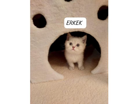 Lynx Point British Shorthair Paşam Hazır