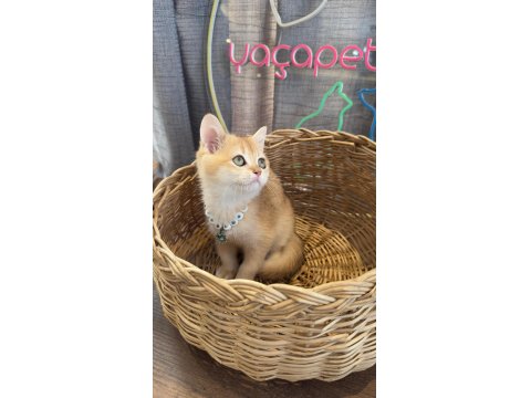 Safkan Scottish Yavrular Teslime Hazır