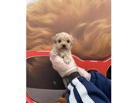 Babyface Maltipoo Yavrularımız