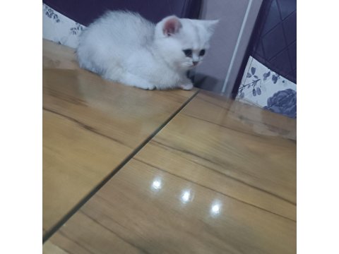 Minik British Shorthair Prenses