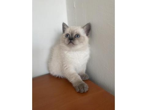 British Bluepoint Yavrularımız Yeni Yuvalarına Gitmeye Hazırlar