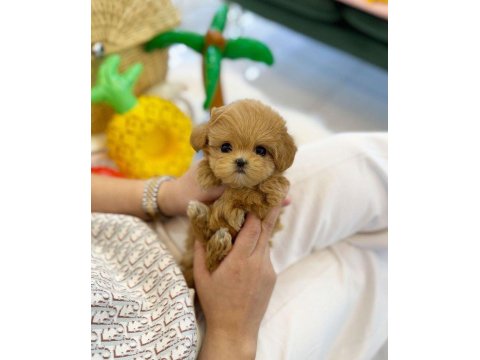 Vecihiden Irk Ve Sağlık Garantili Mini Maltipoo Bebekler