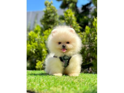 Kar Beyazı Pomeranian Boo Yavrular