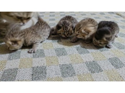 Scottish Fold Yavrular
