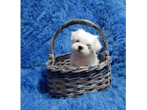 Sevimli Maltese Köpeği Yavrularımız