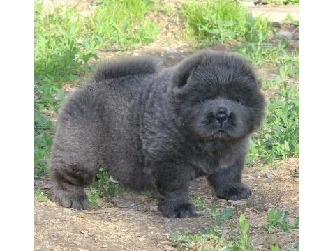 Çin Aslanı Yavrular Gelip Görerek Alabilirsiniz Adrese Teslimat Var