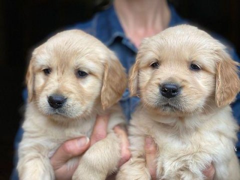 Safkan Golden Retriever Bebekler