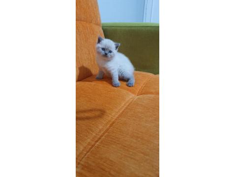 Süper Kalite British Shorthair Yavrular