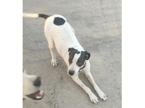 Ücretsiz İngiliz Pointer (Kara Kafa)