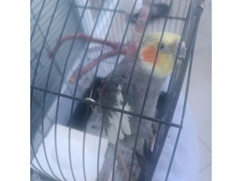 Erkek Sultan Papağanı