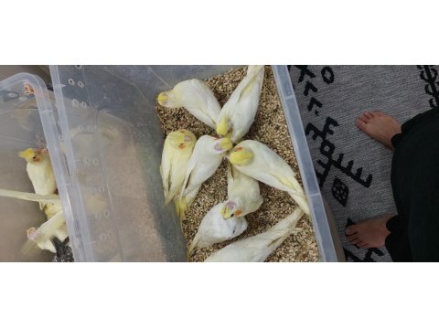 35 Günlük El Besleme Bilezikli Ev Üretimi Yavru Sultan