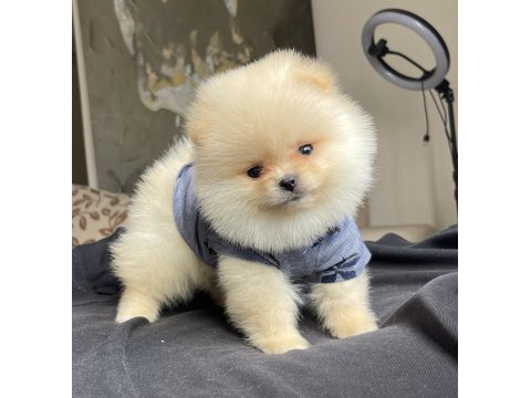 Ayı Surat Pomeranian Boo Yavrular