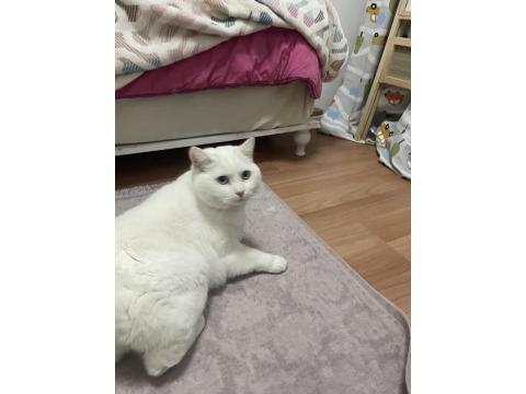 Ücretsiz Sahiplendirme Van Kedimiz