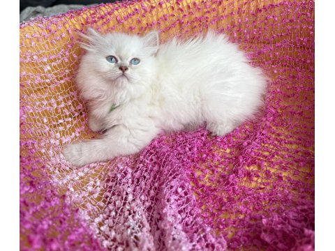 Ev Ortamından Kaliteli Erkek British Longhair Yavrular