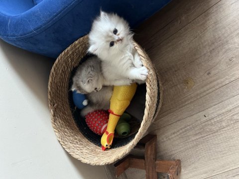 Teslime Hazır İran Kedisi Bebeklerimiz