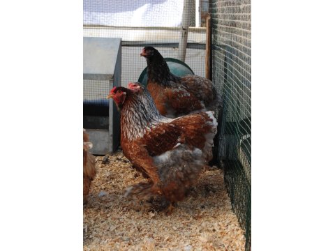 Blue Porselen Brahma Kuluçkalık Yumurta