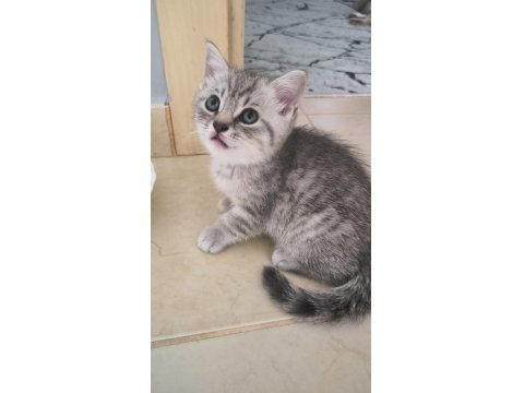 British Shorthair Yavrular Teslime Hazır