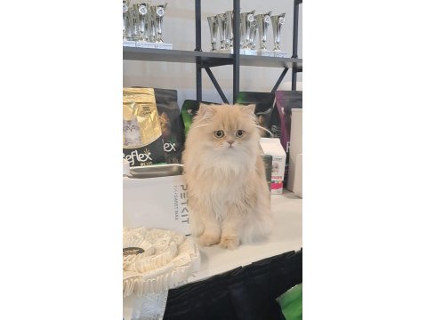 British Longhair Lilak Golden Cana Yakın Uysal