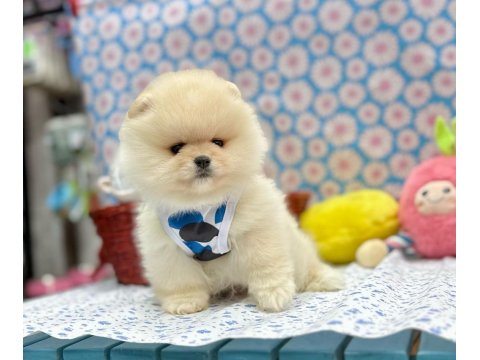 Safkan Pomeranian Boo Irkı Yavrularımız