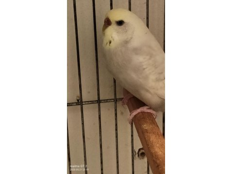 Dişi Damızlık Muhabbet Kuşu