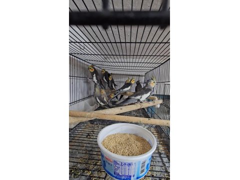 Yavru Ve Takım Papağanlar