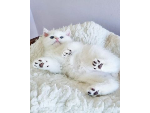 Saf Güzellikte Silver British Shorthair Ns1133