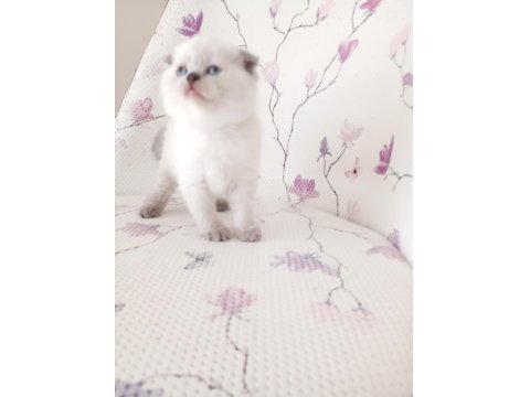 Bal Küpü Kar Topu Scottish Fold Bebekler