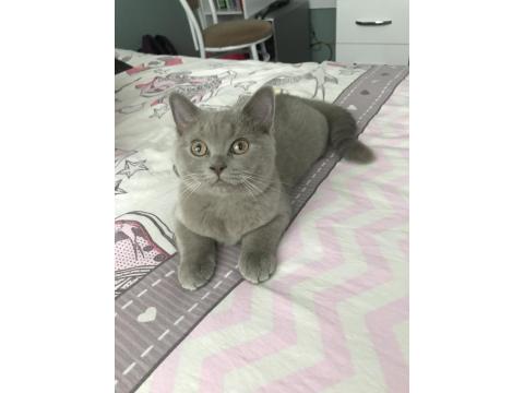 3 Aylık Erkek British Shorthair Acil