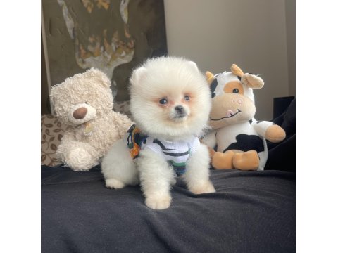 Ayı Surat Pomeranian Boo Yavrular